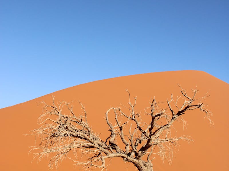 pexels-photo-13652004-1