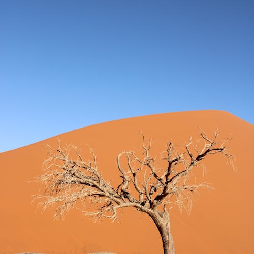 pexels-photo-13652004-2