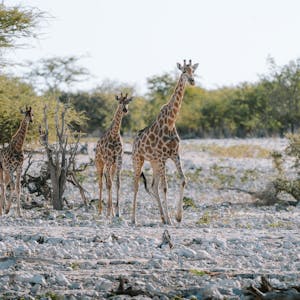 pexels-photo-26893481-1