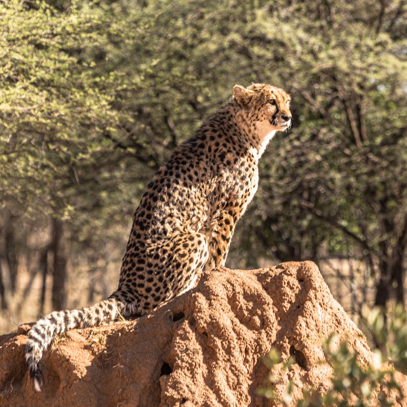 pexels-photo-27037678-1