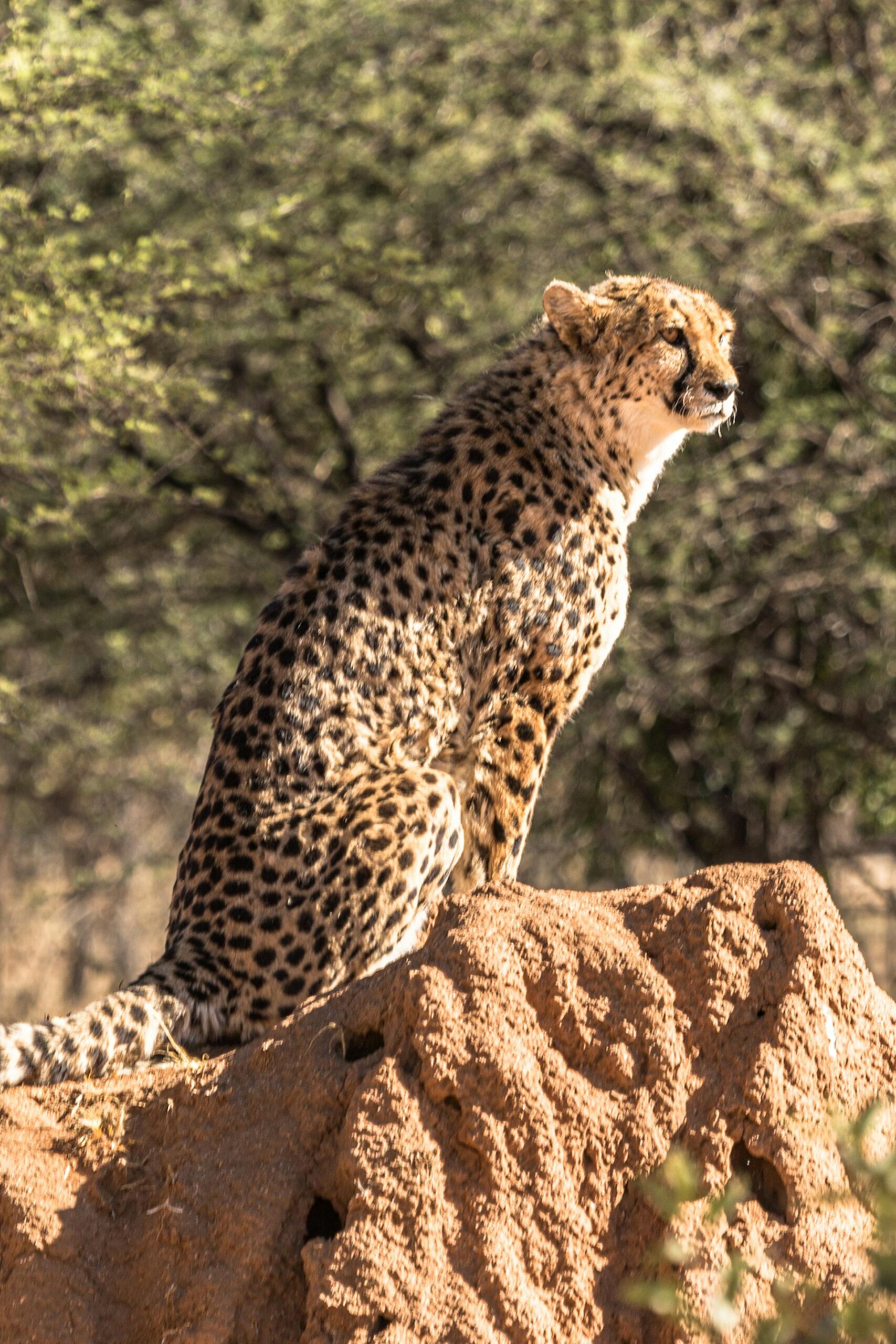 pexels-photo-27037678