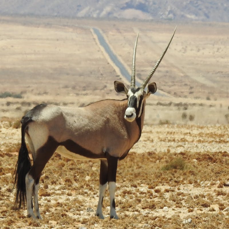 pexels-photo-302336-1